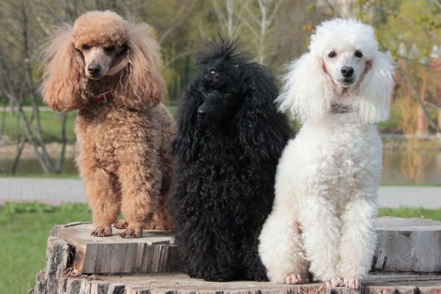 Is Ivdd In Dogs Genetic